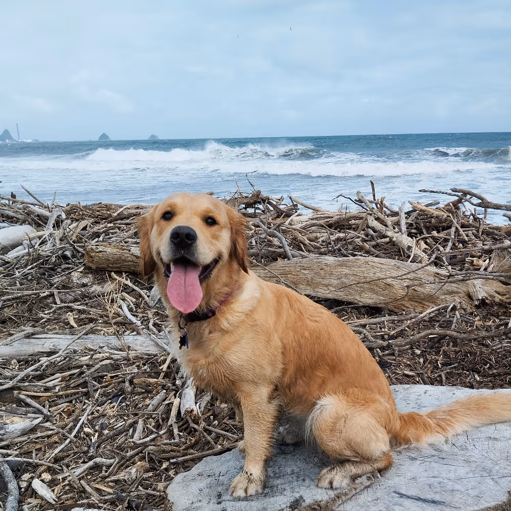 Leah, a Nushy Co golden retriever, sitting on driftwood at a west-coast beach