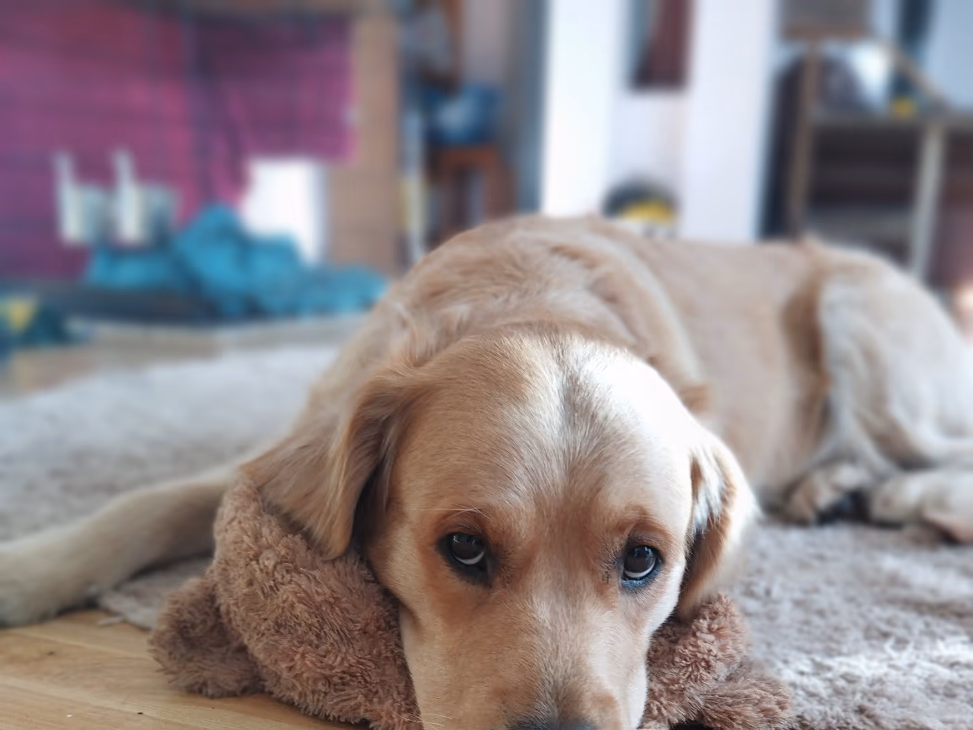 A calm golden retriever resting its head on the floor indoors