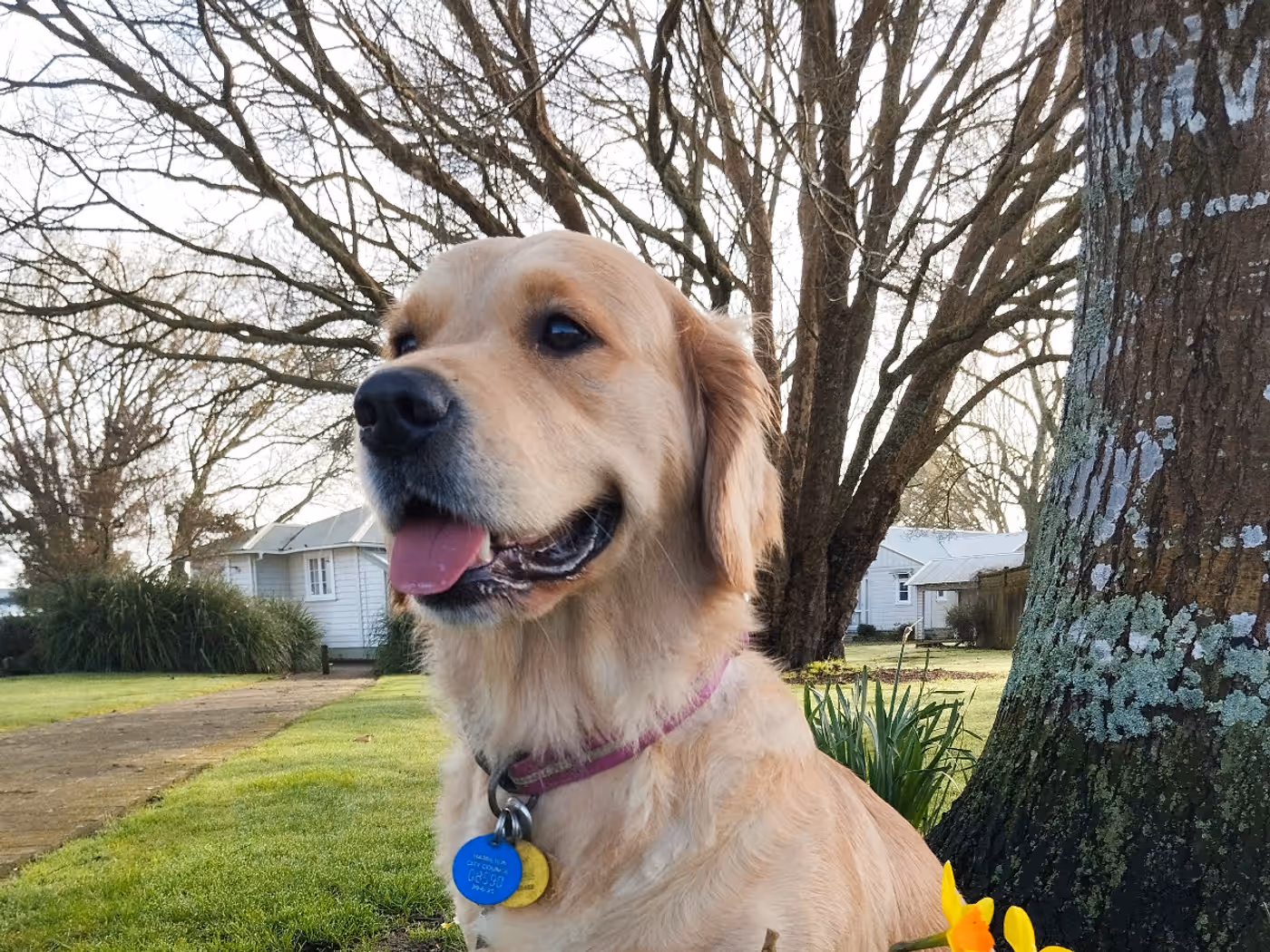 Leah, a Nushy Co golden retriever wearing a Hamilton City Council tag, sitting by daffodils in a Hamilton park