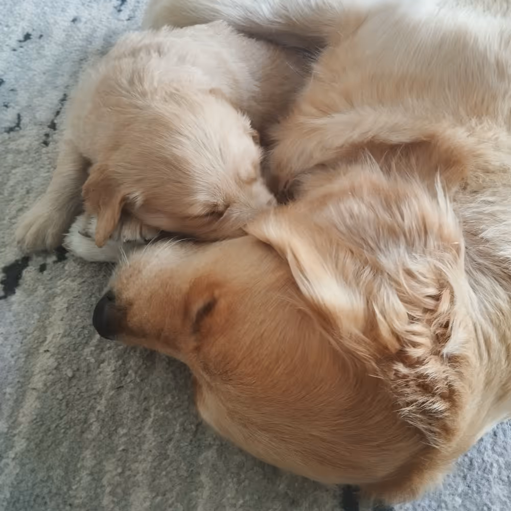 Nushka and Leah as a puppy, curled up asleep together on a rug